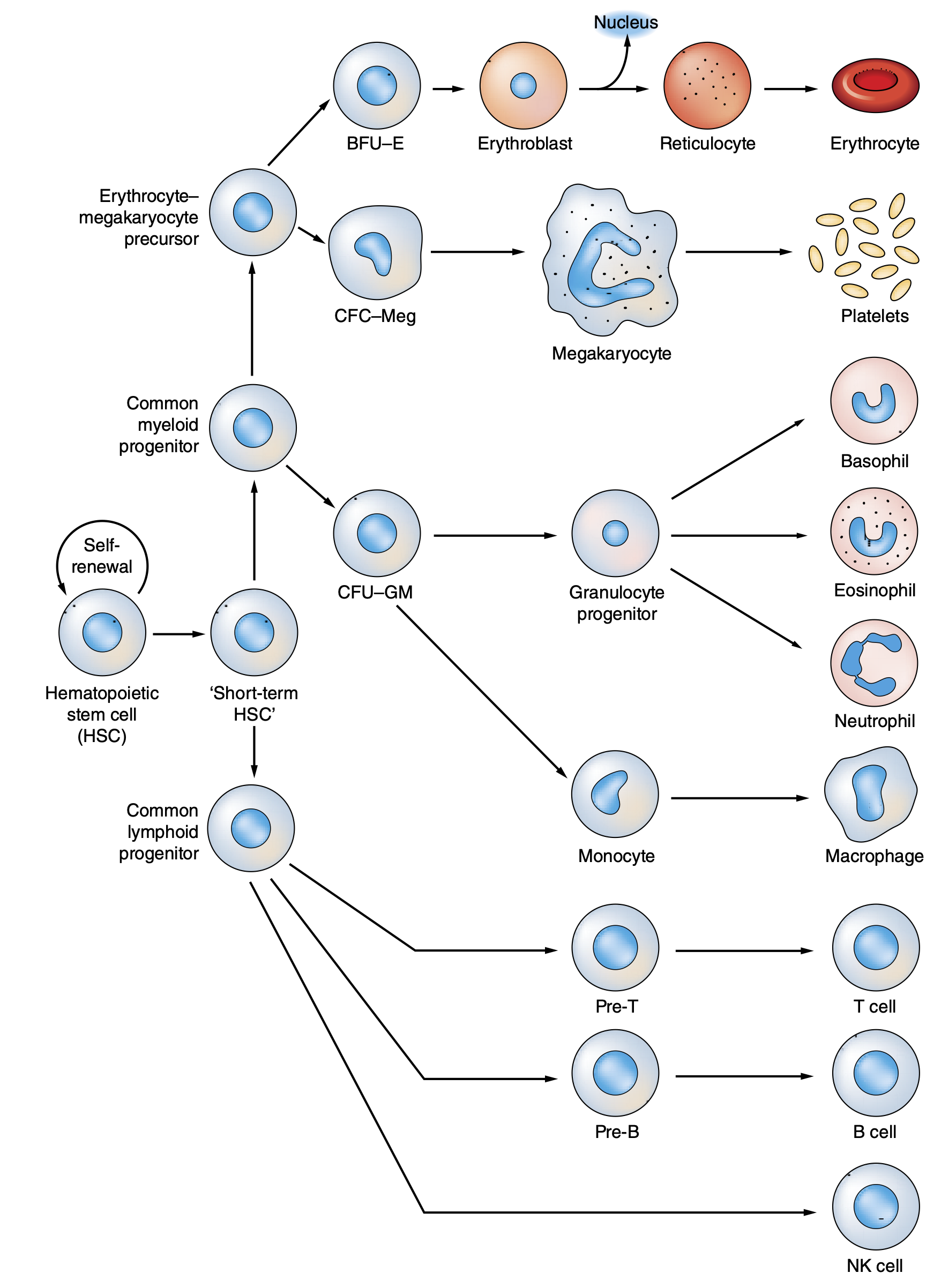 Hematopoiesis