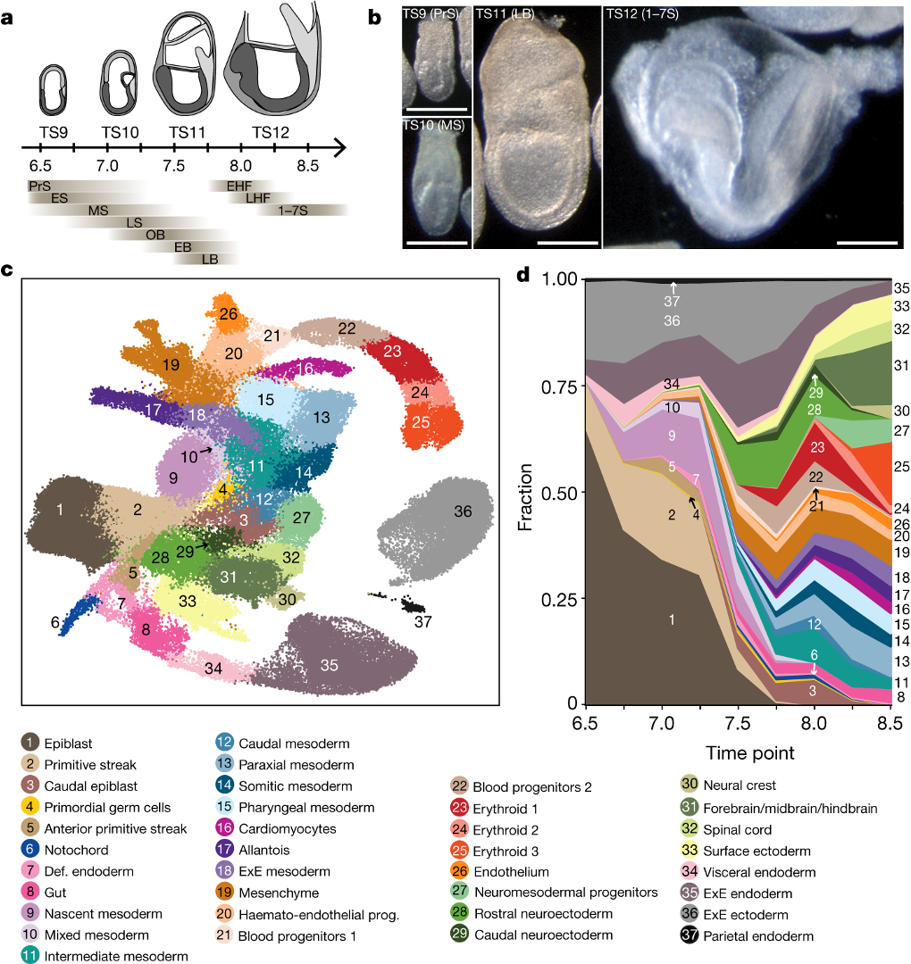 Fig 1 from Pijuan-Sala et al 2019